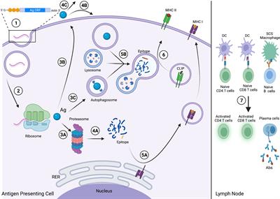 Frontiers | The Current Landscape Of MRNA Vaccines Against Viruses And ...